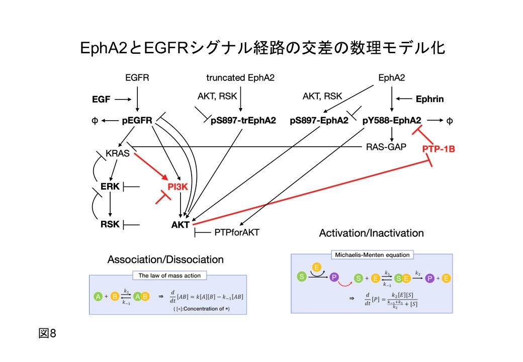 健康医療科学分野(越川研究室)